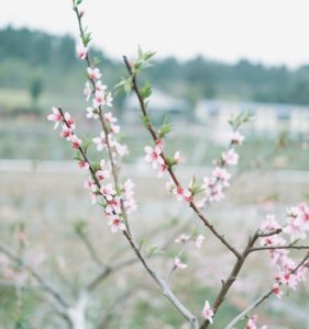 Photo of branches with blossoms in spring